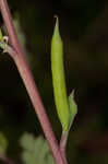 Smallflower fumewort